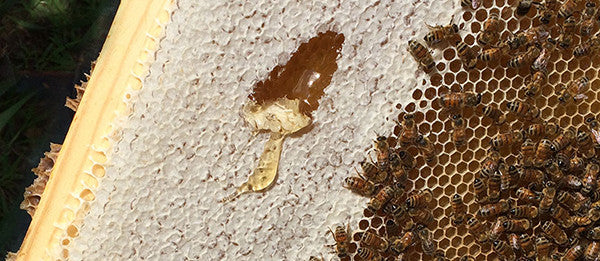 Real Versus Fake Honey