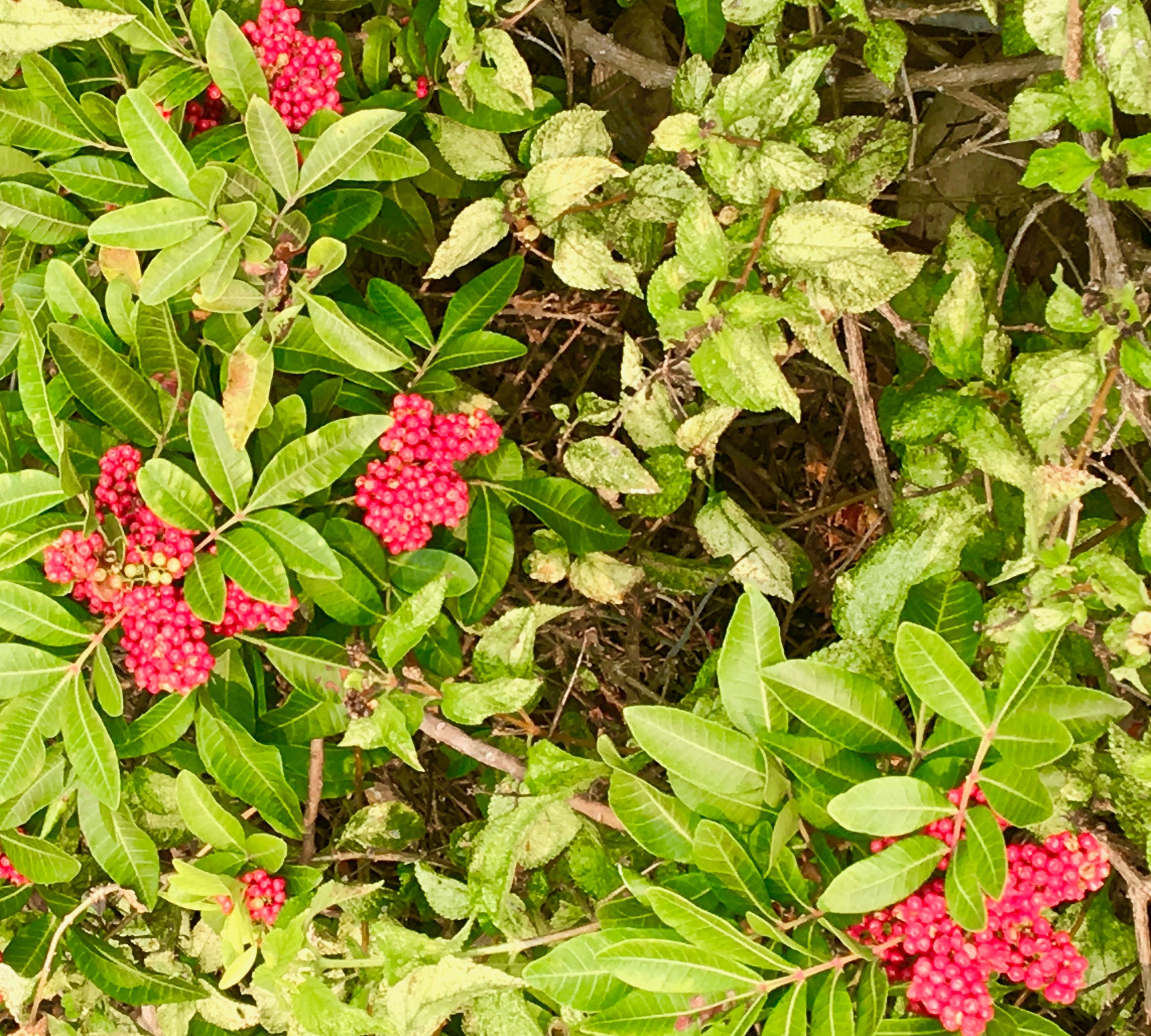 Wilelaiki tree