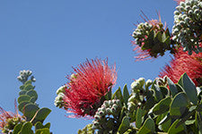 Lehua blossom