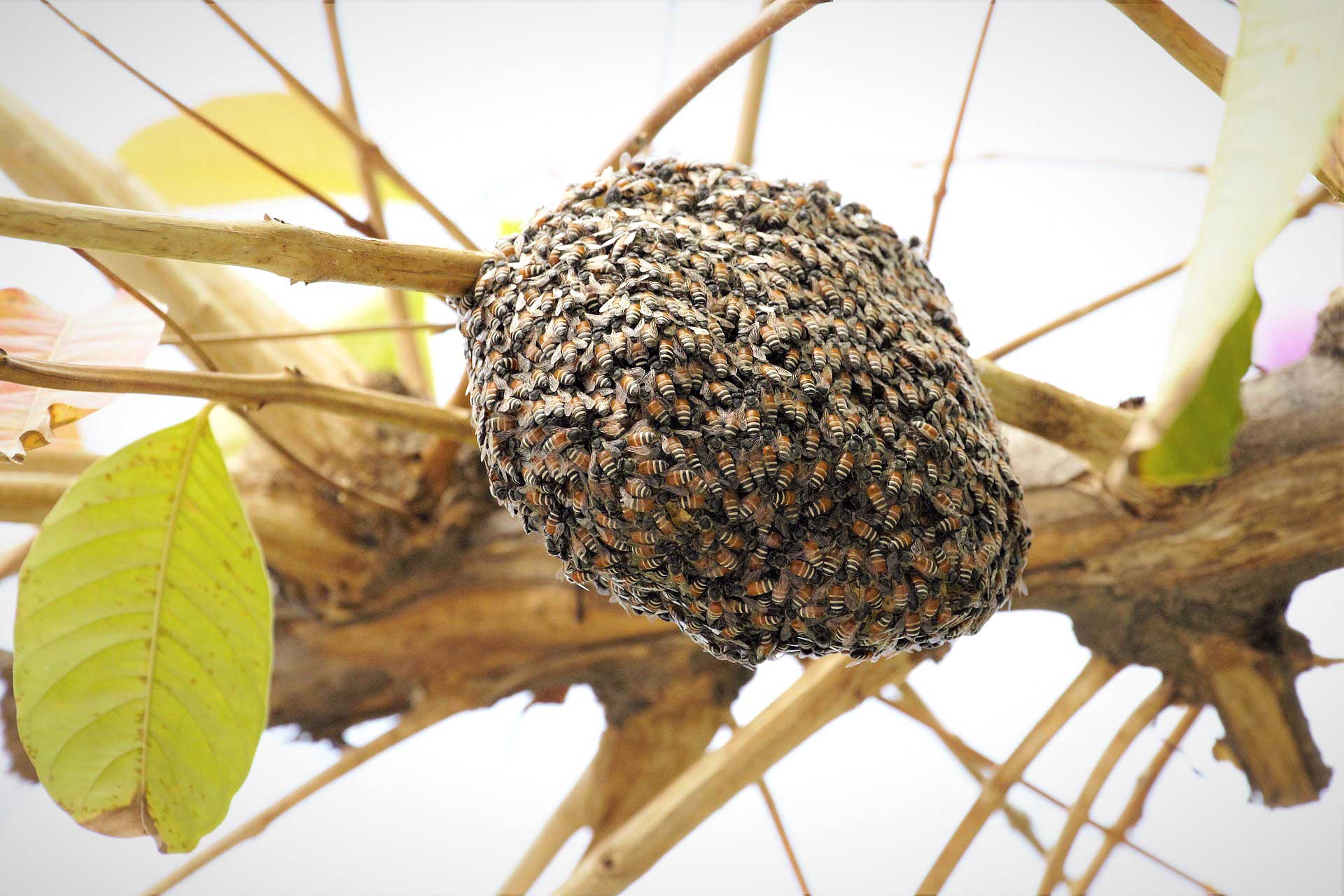 Native Bees vs. Wild Bees vs. Honey Bees