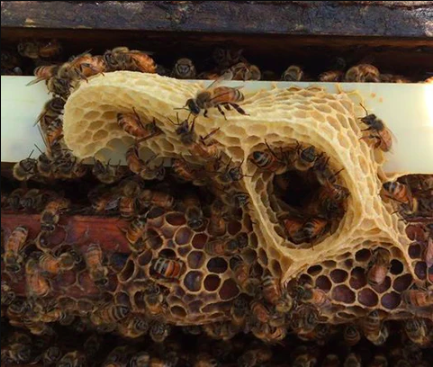 creative bee structure