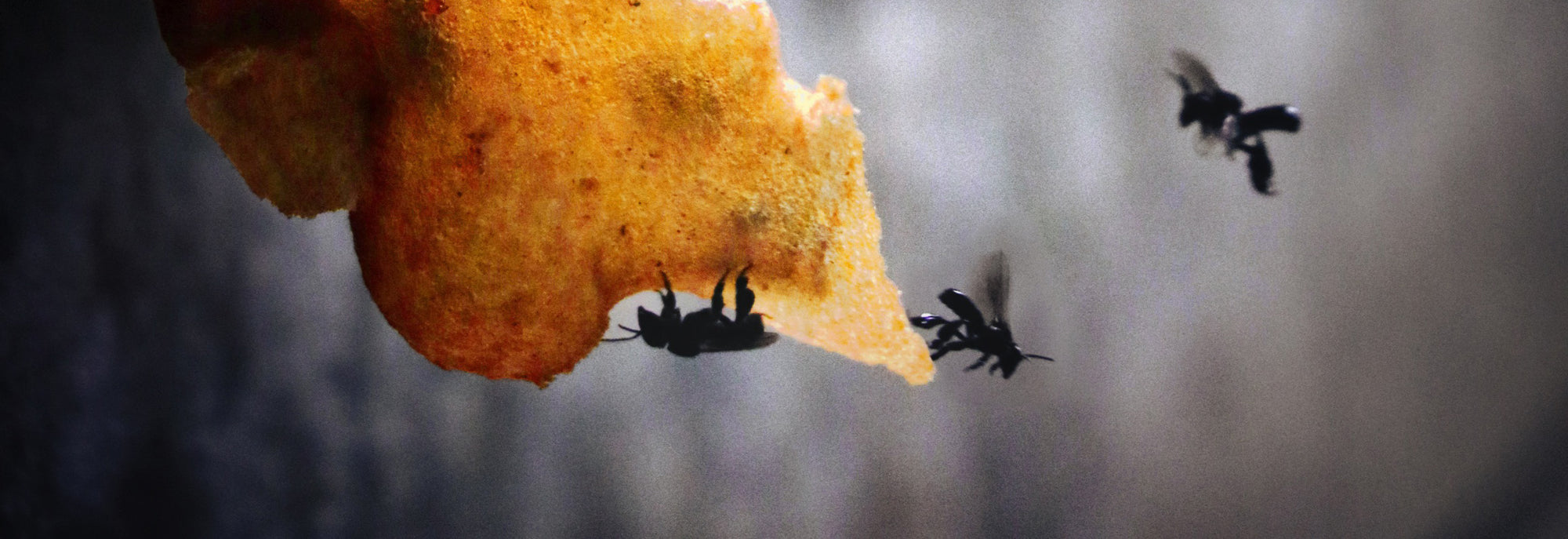Do All Bees Make Honey?