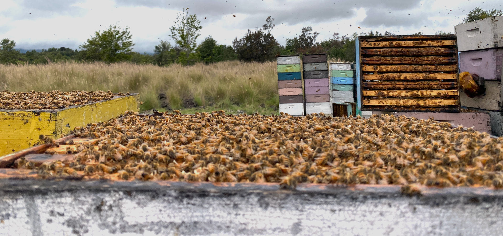 Is Honey the &ldquo;Green&rdquo; Sweetener?